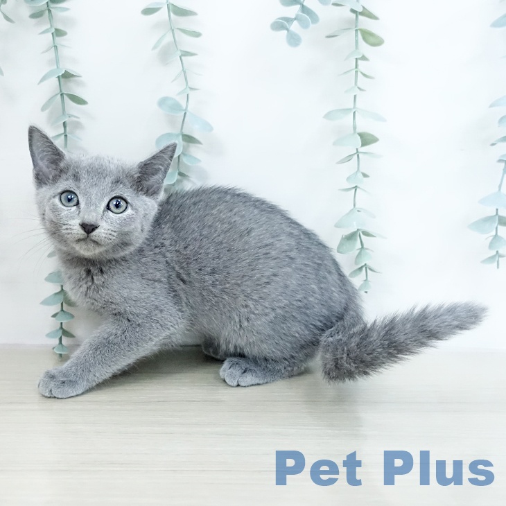 ロシアンブルーの写真2