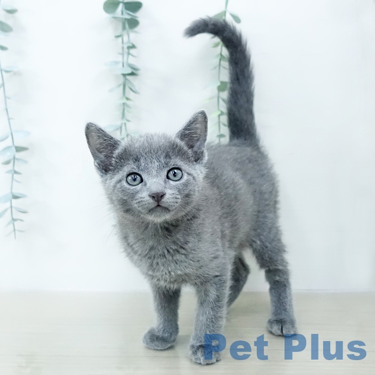 東京都のロシアンブルー (ペットプラス 多摩平の森店/2025年10月15日生まれ/男の子/ブルー)の子猫の1枚目の画像
