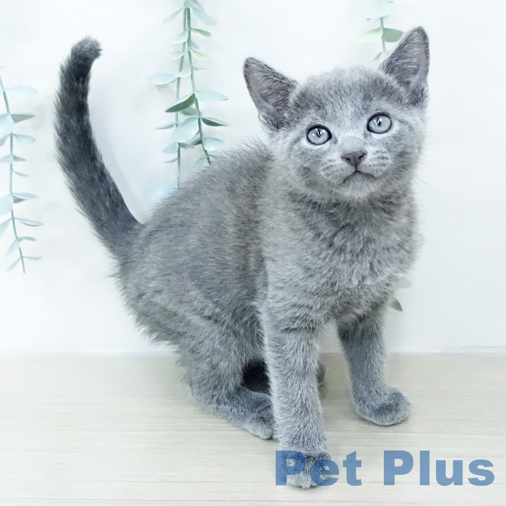 東京都のロシアンブルー (ペットプラス 多摩平の森店/2025年10月15日生まれ/男の子/ブルー)の子猫の2枚目の画像