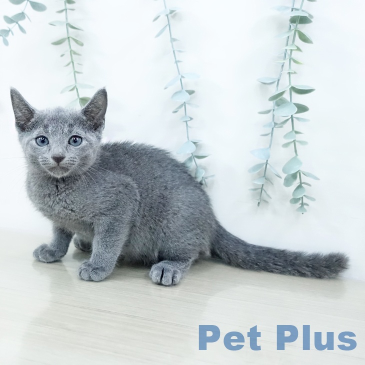 東京都のロシアンブルー (ペットプラス 板橋店/2025年10月15日生まれ/男の子/ブルー)の子猫の1枚目の画像