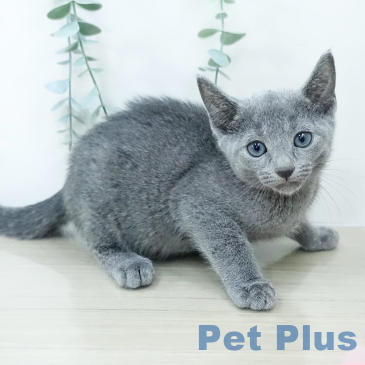 東京都のロシアンブルー (ペットプラス 板橋店/2025年10月15日生まれ/男の子/ブルー)の子猫の2枚目の画像