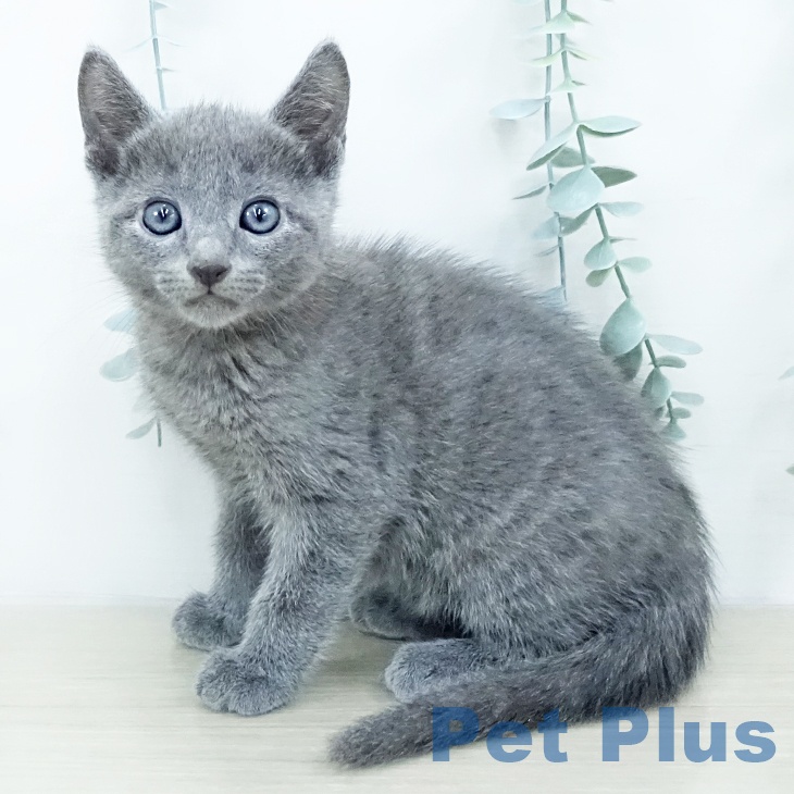 宮城県のロシアンブルー (ペットプラス 仙台泉大沢店/2025年10月15日生まれ/男の子/ブルー)の子猫の1枚目の画像