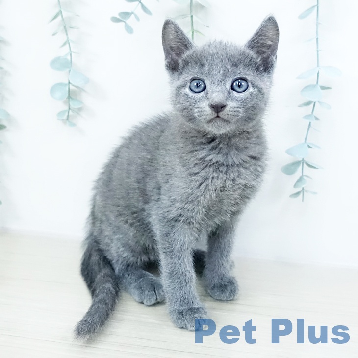 宮城県のロシアンブルー (ペットプラス 仙台泉大沢店/2025年10月15日生まれ/男の子/ブルー)の子猫の2枚目の画像