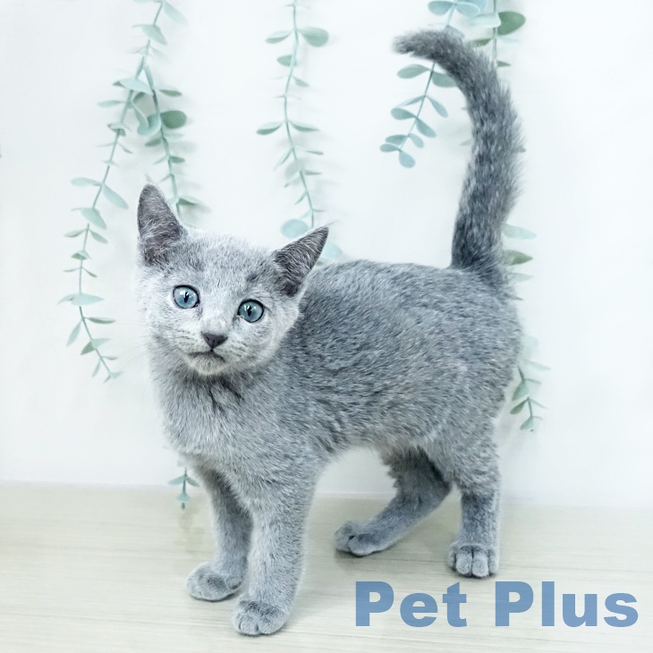 宮城県のロシアンブルー (ペットプラス 仙台上杉店/2025年10月15日生まれ/女の子/ブルー)の子猫の1枚目の画像