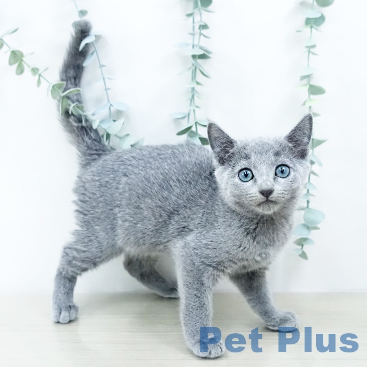 宮城県のロシアンブルー (ペットプラス 仙台上杉店/2025年10月15日生まれ/女の子/ブルー)の子猫の2枚目の画像