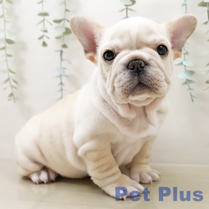 千葉県のフレンチブルドッグ (ペットプラス 幕張新都心店/2025年10月13日生まれ/男の子/クリームホワイト)の子犬の1枚目の画像