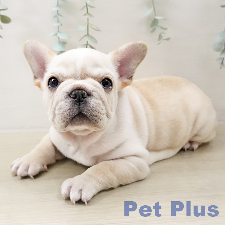 千葉県のフレンチブルドッグ (ペットプラス 幕張新都心店/2025年10月13日生まれ/男の子/クリームホワイト)の子犬の2枚目の画像