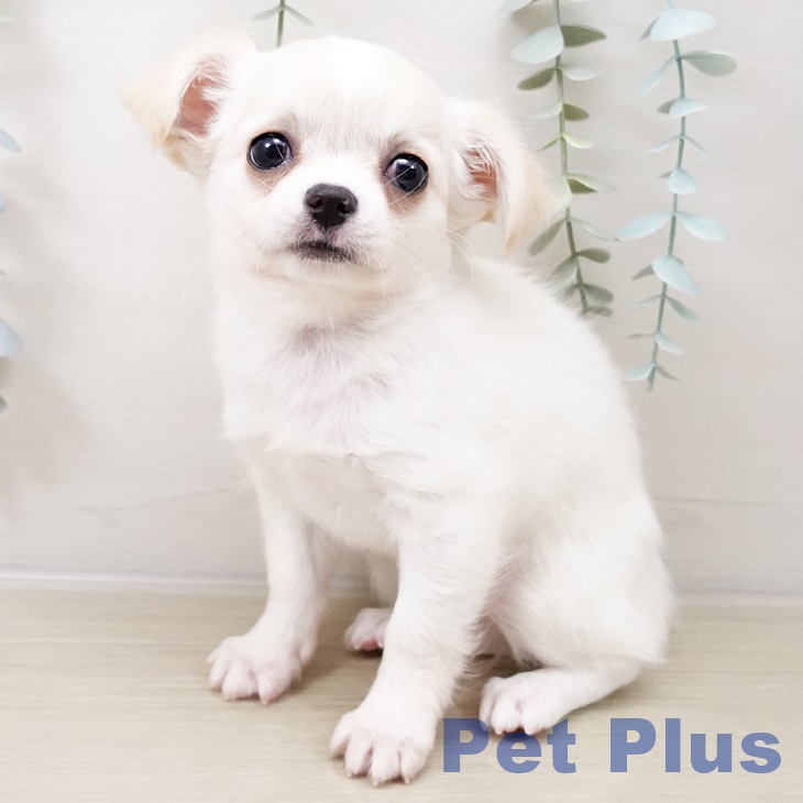 長野県のチワワ(ロング) (ペットプラス 長野店/2025年10月17日生まれ/女の子/ホワイトクリーム)の子犬の1枚目の画像
