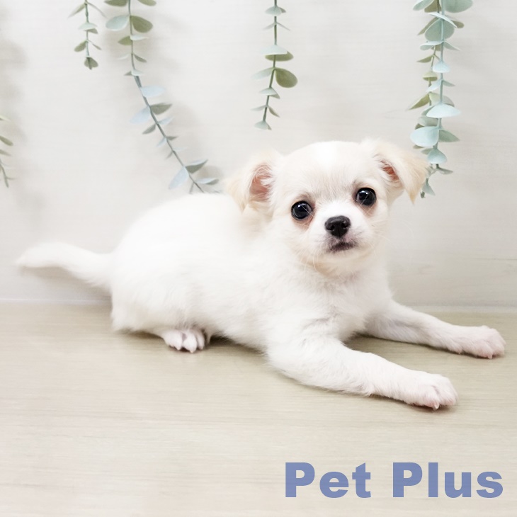 長野県のチワワ(ロング) (ペットプラス 長野店/2025年10月17日生まれ/女の子/ホワイトクリーム)の子犬の2枚目の画像