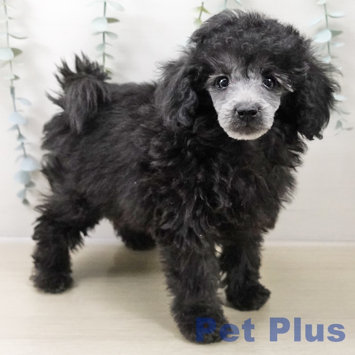 埼玉県のトイプードル(トイ) (ペットプラス イオンモール春日部店/2025年10月17日生まれ/男の子/シルバー)の子犬の1枚目の画像