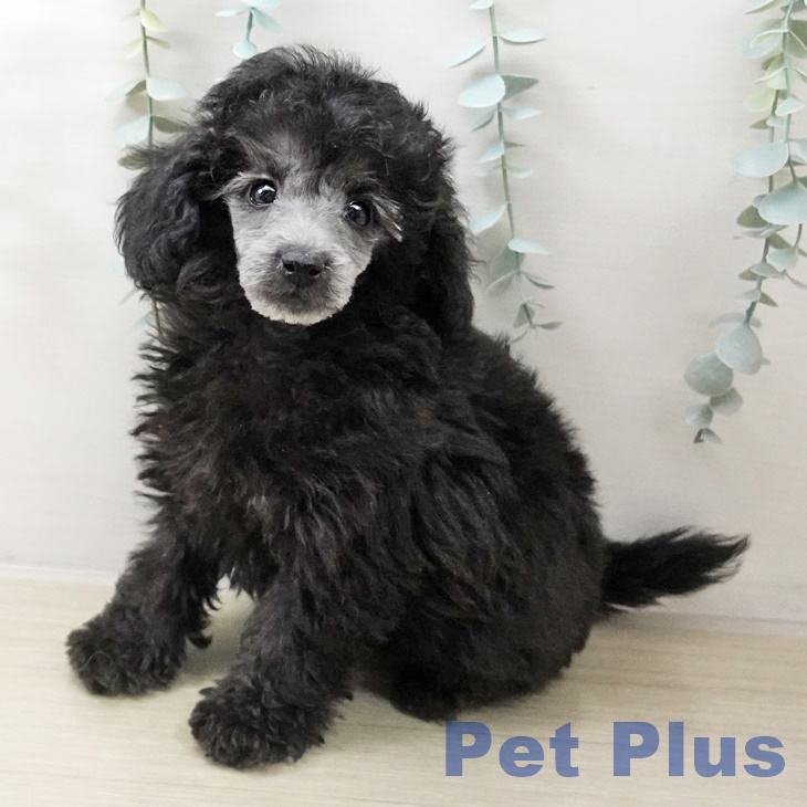 埼玉県のトイプードル(トイ) (ペットプラス イオンモール春日部店/2025年10月17日生まれ/男の子/シルバー)の子犬の2枚目の画像