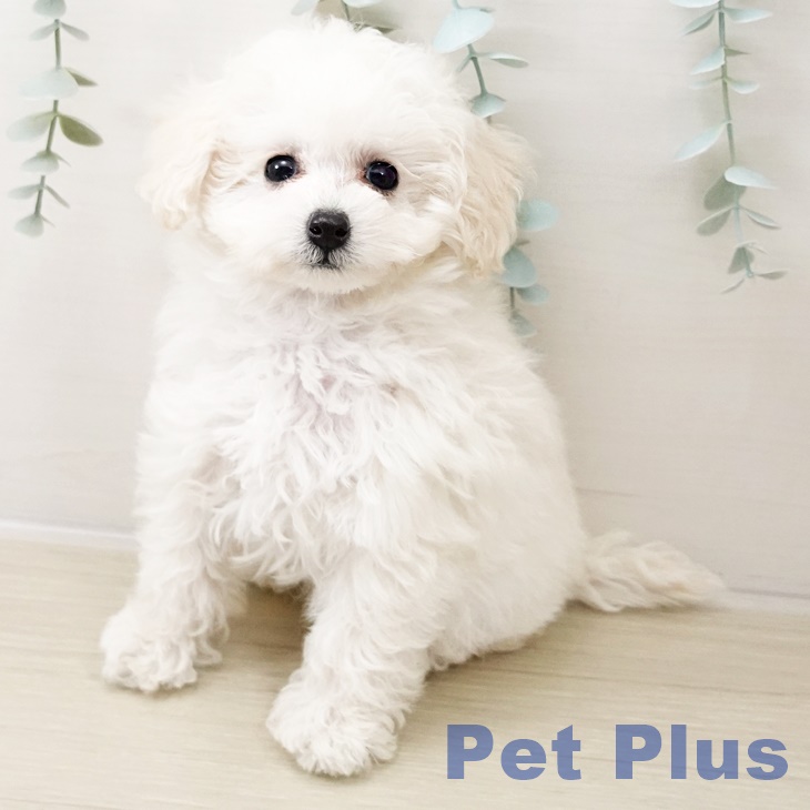 神奈川県のトイプードル(トイ) (ペットプラス ゆめが丘ソラトス店/2025年10月17日生まれ/女の子/ホワイト)の子犬の1枚目の画像