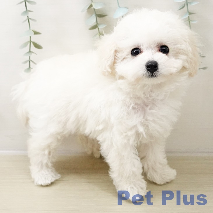 神奈川県のトイプードル(トイ) (ペットプラス ゆめが丘ソラトス店/2025年10月17日生まれ/女の子/ホワイト)の子犬の2枚目の画像