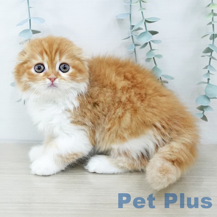 長野県のスコティッシュフォールド (ペットプラス 須坂店/2025年10月14日生まれ/女の子/レッドタビーホワイト)の子猫の2枚目の画像