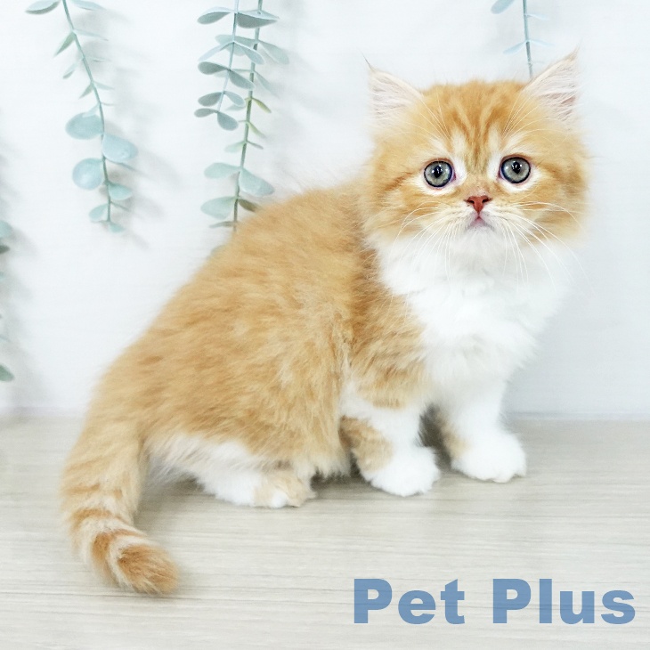 福島県のスコティッシュフォールド (ペットプラス イオンタウン郡山店/2025年10月14日生まれ/女の子/レッドタビーホワイト)の子猫の1枚目の画像