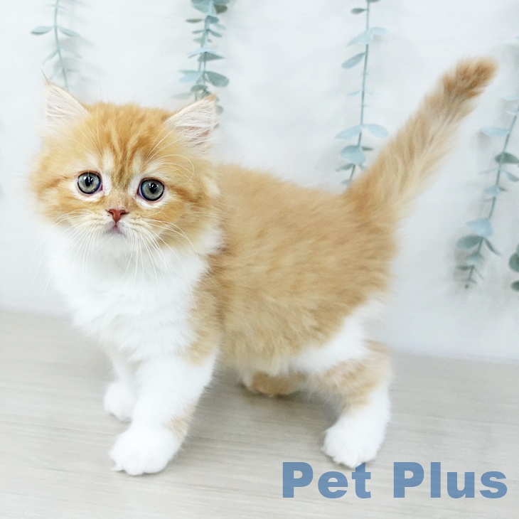 福島県のスコティッシュフォールド (ペットプラス イオンタウン郡山店/2025年10月14日生まれ/女の子/レッドタビーホワイト)の子猫の2枚目の画像