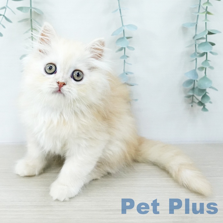 埼玉県のスコティッシュフォールド (ペットプラス ららぽーと富士見店/2025年10月14日生まれ/女の子/カメオタビーホワイト)の子猫の1枚目の画像