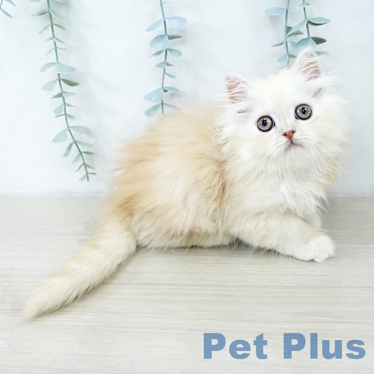 埼玉県のスコティッシュフォールド (ペットプラス ららぽーと富士見店/2025年10月14日生まれ/女の子/カメオタビーホワイト)の子猫の2枚目の画像