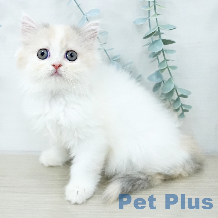 埼玉県のスコティッシュフォールド (ペットプラス 川口店/2025年10月14日生まれ/女の子/ブルーパッチドタビーホワイト)の子猫の1枚目の画像