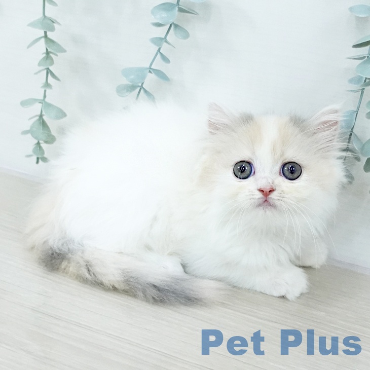 埼玉県のスコティッシュフォールド (ペットプラス 川口店/2025年10月14日生まれ/女の子/ブルーパッチドタビーホワイト)の子猫の2枚目の画像