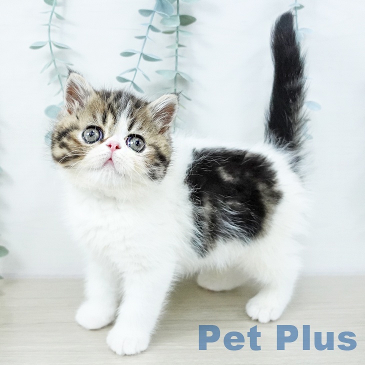 埼玉県のエキゾチック (ペットプラス コクーンシティ店/2025年10月15日生まれ/男の子/ブラウンタビーホワイト)の子猫の1枚目の画像