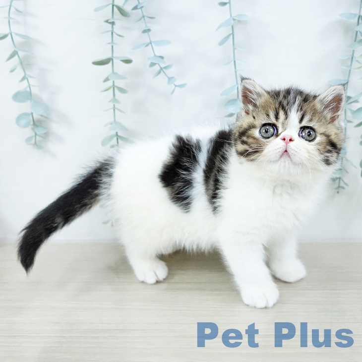 埼玉県のエキゾチック (ペットプラス コクーンシティ店/2025年10月15日生まれ/男の子/ブラウンタビーホワイト)の子猫の2枚目の画像