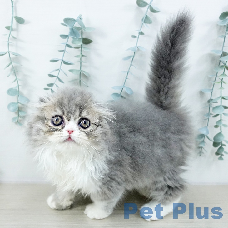 埼玉県のスコティッシュフォールド (ペットプラス ららぽーと富士見店/2025年10月1日生まれ/女の子/ブルーホワイト)の子猫の1枚目の画像