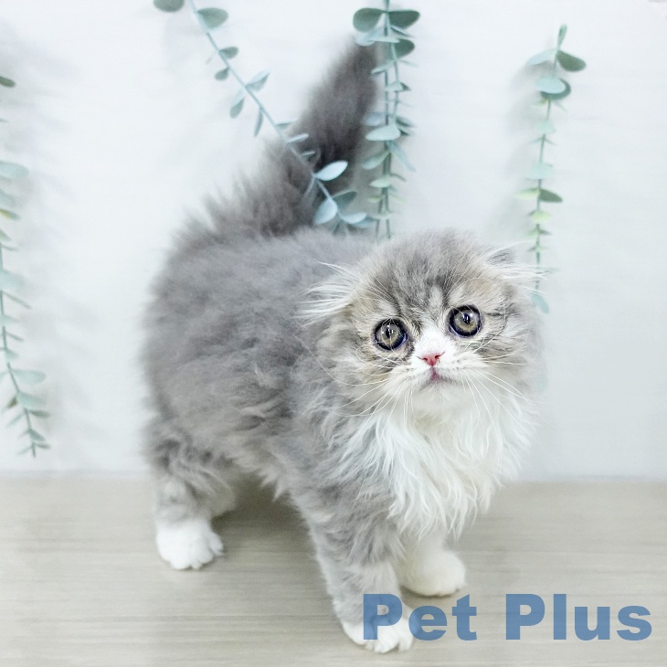 埼玉県のスコティッシュフォールド (ペットプラス ららぽーと富士見店/2025年10月1日生まれ/女の子/ブルーホワイト)の子猫の2枚目の画像