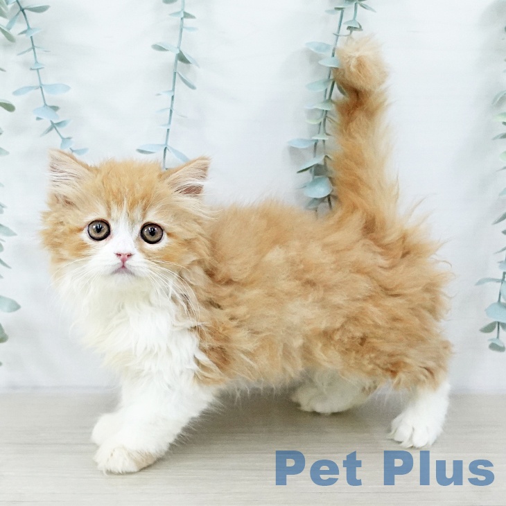宮城県のスコティッシュフォールド (ペットプラス 仙台泉大沢店/2025年10月15日生まれ/女の子/レッドタビーホワイト)の子猫の1枚目の画像