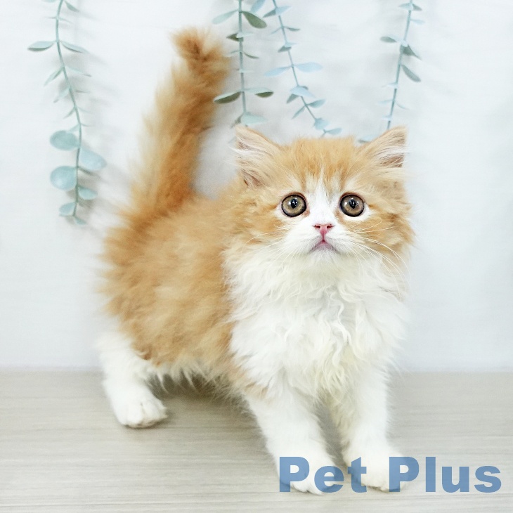 宮城県のスコティッシュフォールド (ペットプラス 仙台泉大沢店/2025年10月15日生まれ/女の子/レッドタビーホワイト)の子猫の2枚目の画像