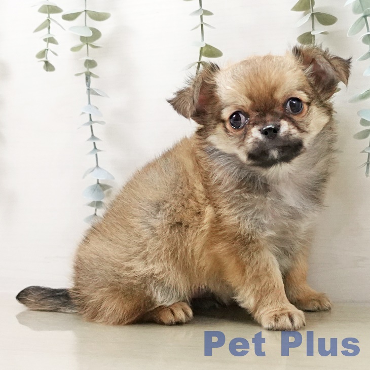 埼玉県のチワワ(ロング) (ペットプラス ピオニウォーク東松山店/2025年10月5日生まれ/男の子/フォーンホワイト)の子犬の1枚目の画像