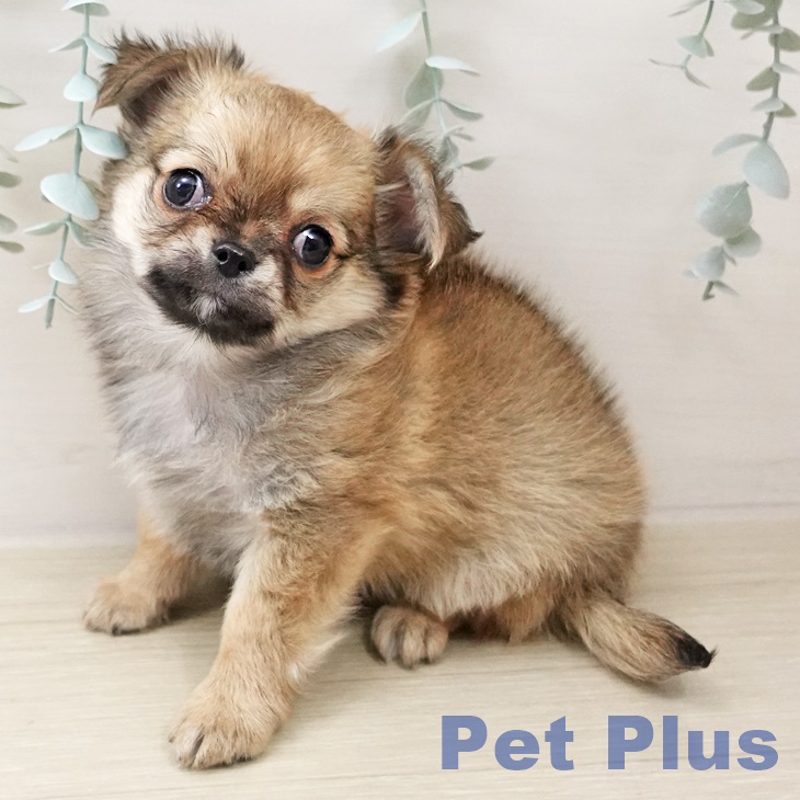 埼玉県のチワワ(ロング) (ペットプラス ピオニウォーク東松山店/2025年10月5日生まれ/男の子/フォーンホワイト)の子犬の2枚目の画像