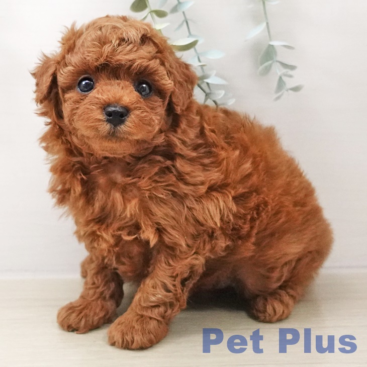 トイ・プードル