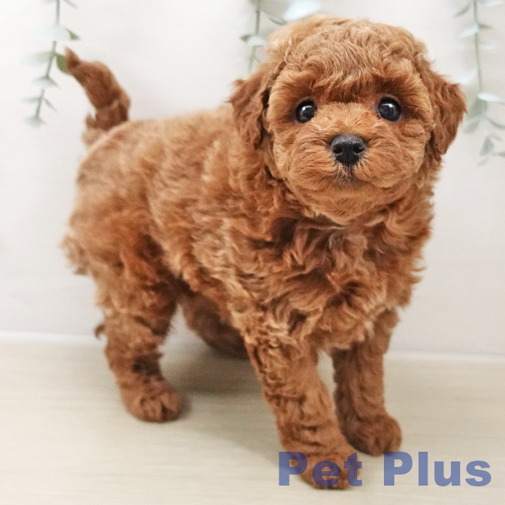 トイ・プードル