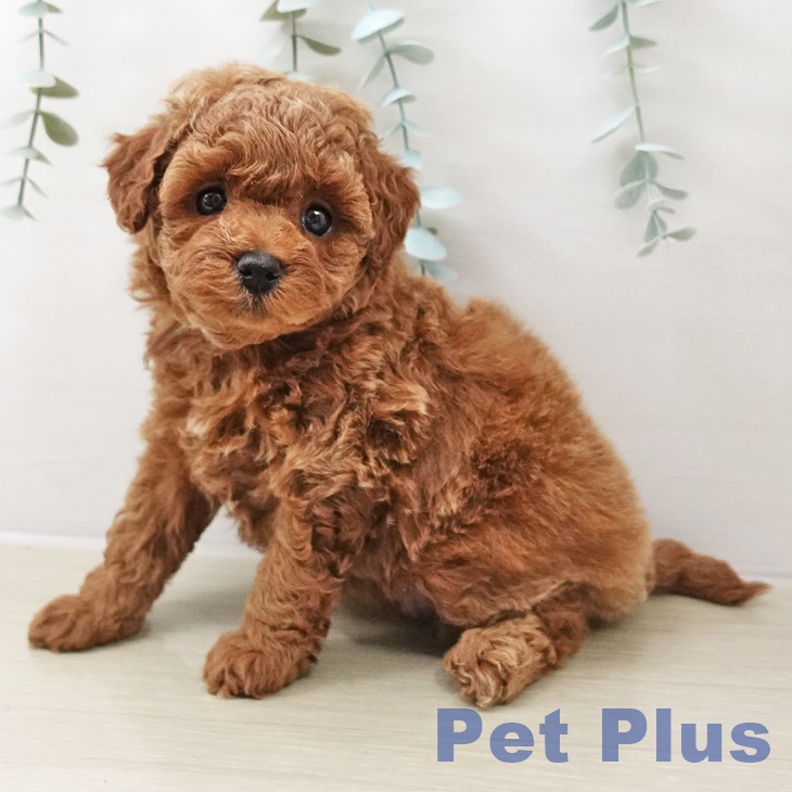 トイ・プードルの写真2