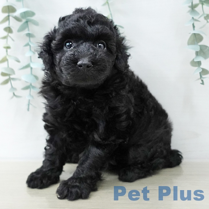 神奈川県のトイプードル(トイ) (ペットプラス 天王町店/2025年10月19日生まれ/女の子/ブラック)の子犬の1枚目の画像