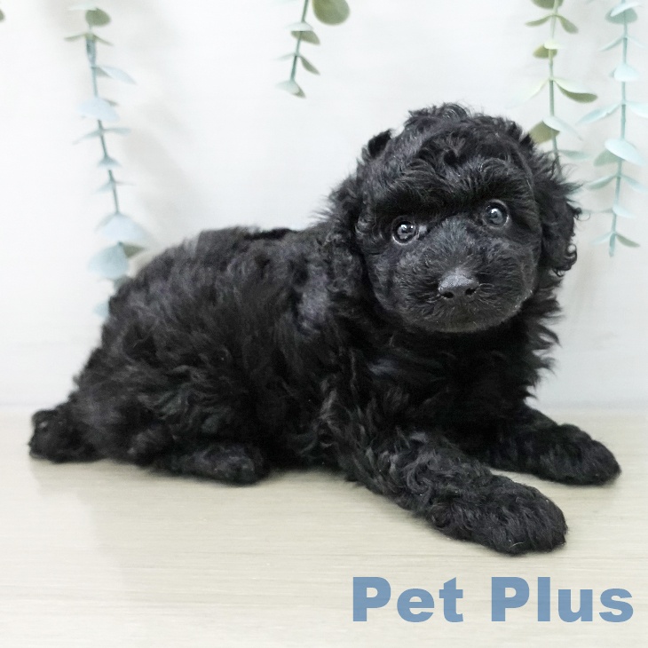 神奈川県のトイプードル(トイ) (ペットプラス 天王町店/2025年10月19日生まれ/女の子/ブラック)の子犬の2枚目の画像