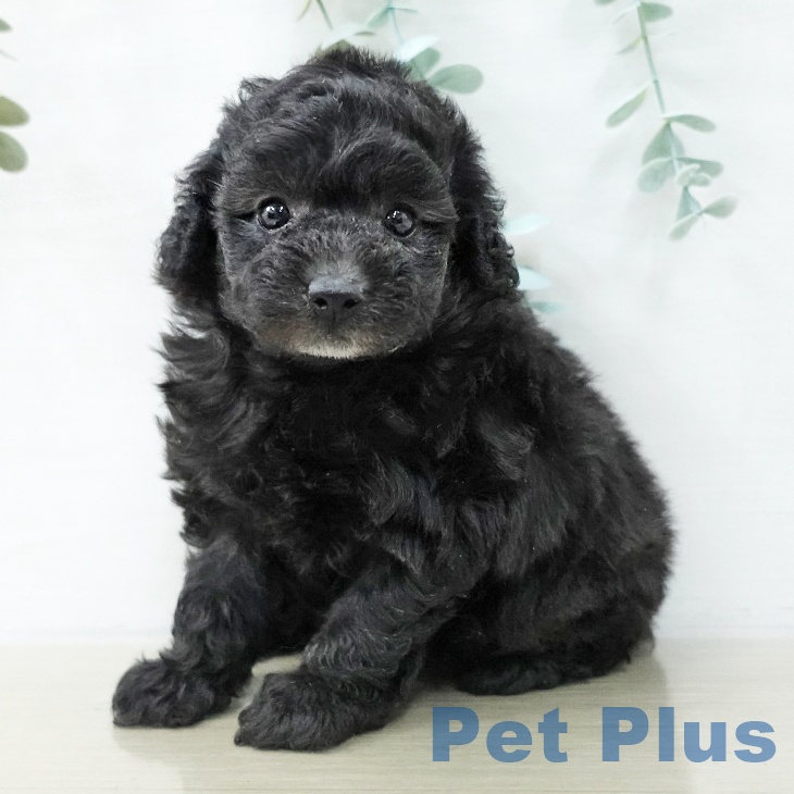 トイ・プードル