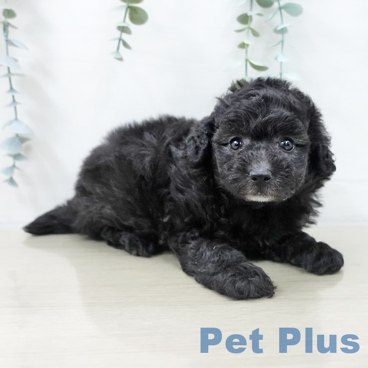 トイ・プードルの写真2