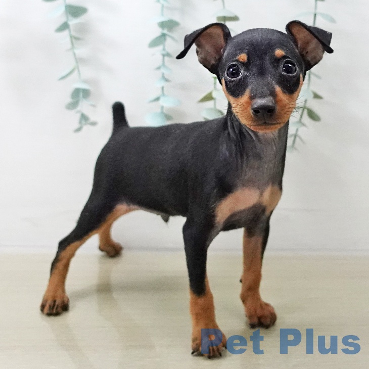 神奈川県のミニチュアピンシャー (ペットプラス 湘南平塚店/2025年10月17日生まれ/男の子/ブラックタン)の子犬の2枚目の画像