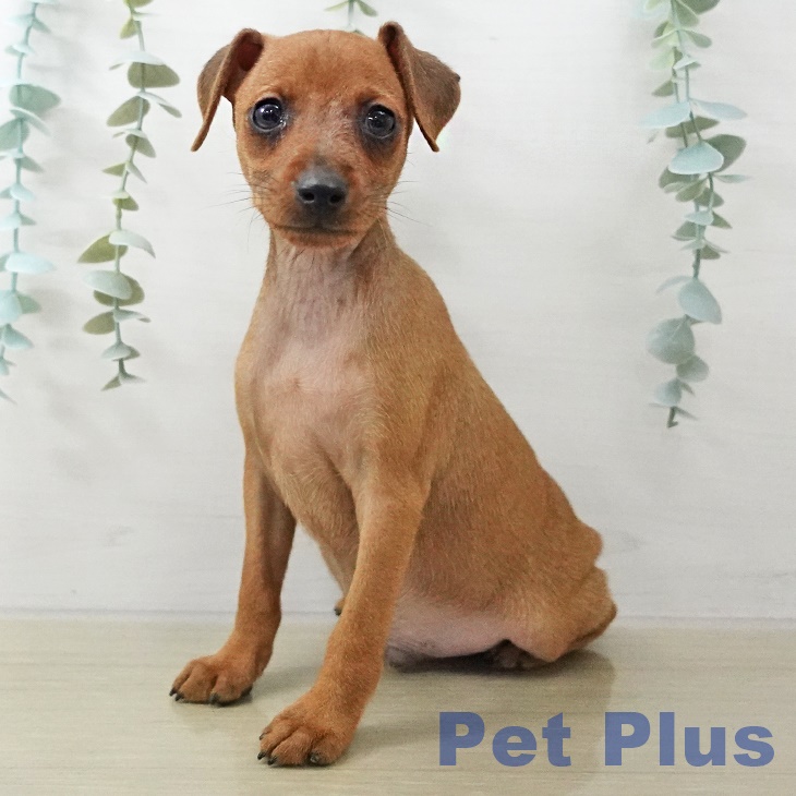 長野県のミニチュアピンシャー (ペットプラス 須坂店/2025年10月17日生まれ/男の子/レッド)の子犬の1枚目の画像