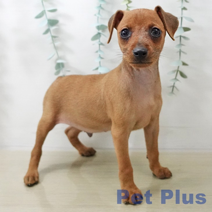 長野県のミニチュアピンシャー (ペットプラス 須坂店/2025年10月17日生まれ/男の子/レッド)の子犬の2枚目の画像