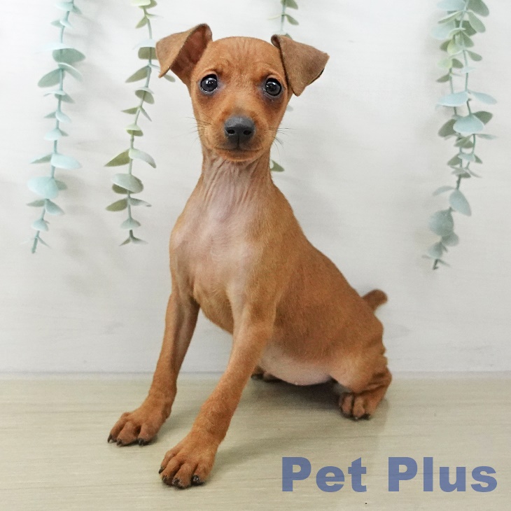 東京都のミニチュアピンシャー (ペットプラス 日の出店/2025年10月17日生まれ/女の子/レッド)の子犬の1枚目の画像