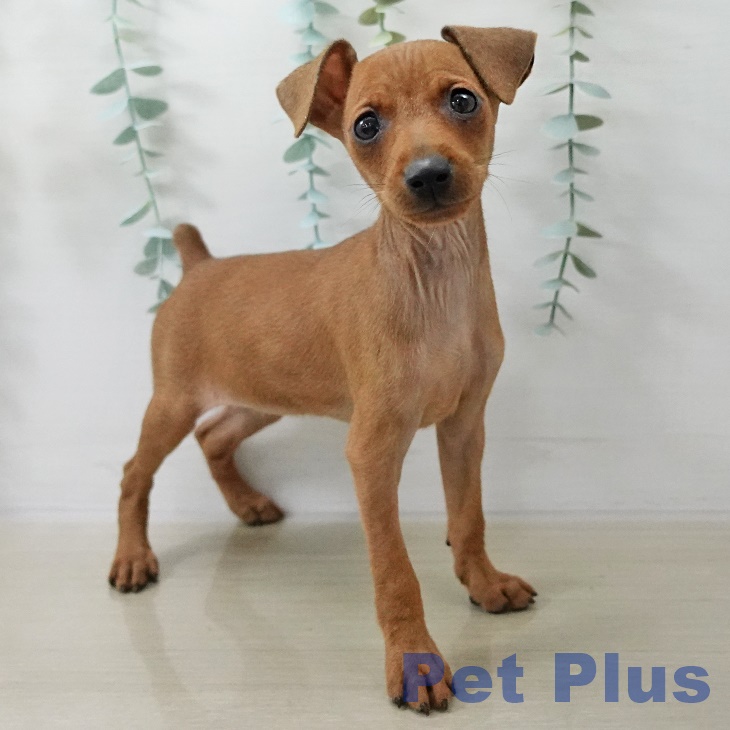 東京都のミニチュアピンシャー (ペットプラス 日の出店/2025年10月17日生まれ/女の子/レッド)の子犬の2枚目の画像