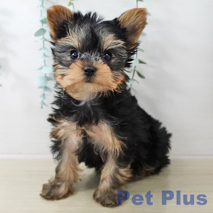 埼玉県のヨークシャーテリア (ペットプラス ピオニウォーク東松山店/2025年10月20日生まれ/女の子/スチールブルータン)の子犬の1枚目の画像