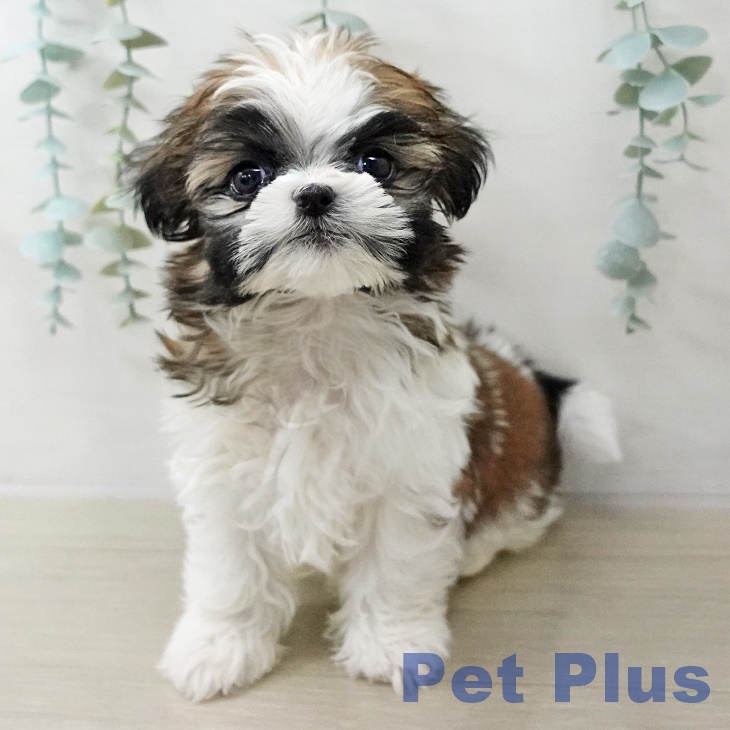 神奈川県のシーズー (ペットプラス 湘南平塚店/2025年10月20日生まれ/男の子/ホワイトゴールド)の子犬の1枚目の画像