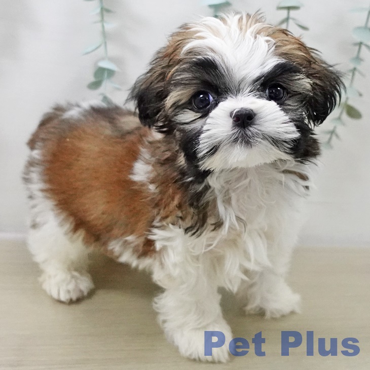 神奈川県のシーズー (ペットプラス 湘南平塚店/2025年10月20日生まれ/男の子/ホワイトゴールド)の子犬の2枚目の画像