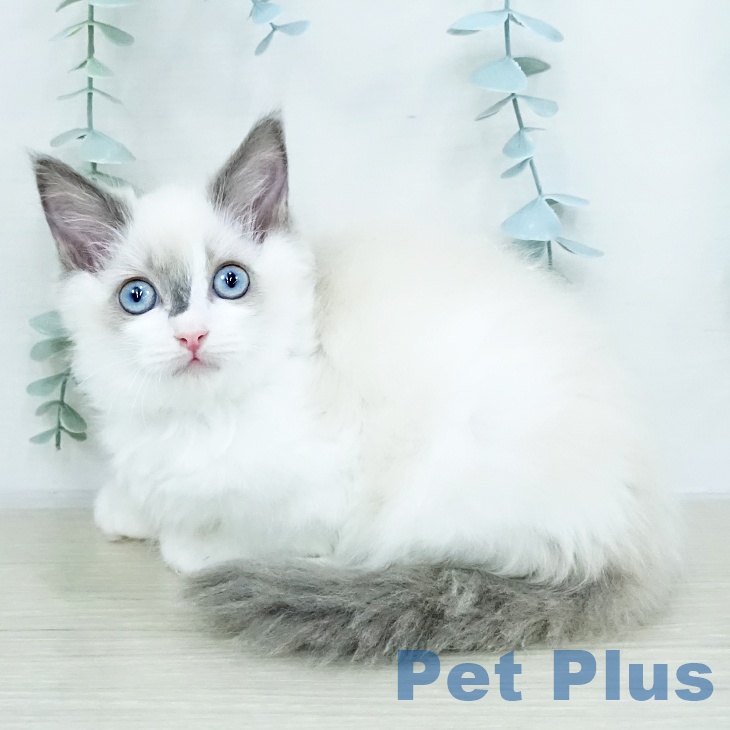 埼玉県のラグドール (ペットプラス 与野店/2025年10月16日生まれ/男の子/ブルーポイントバイカラー)の子猫の1枚目の画像