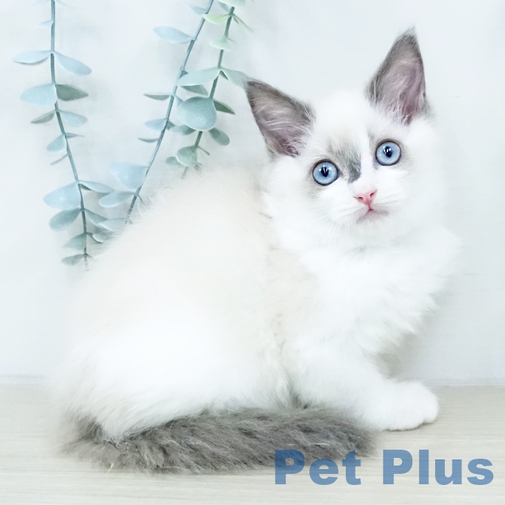 埼玉県のラグドール (ペットプラス 与野店/2025年10月16日生まれ/男の子/ブルーポイントバイカラー)の子猫の2枚目の画像