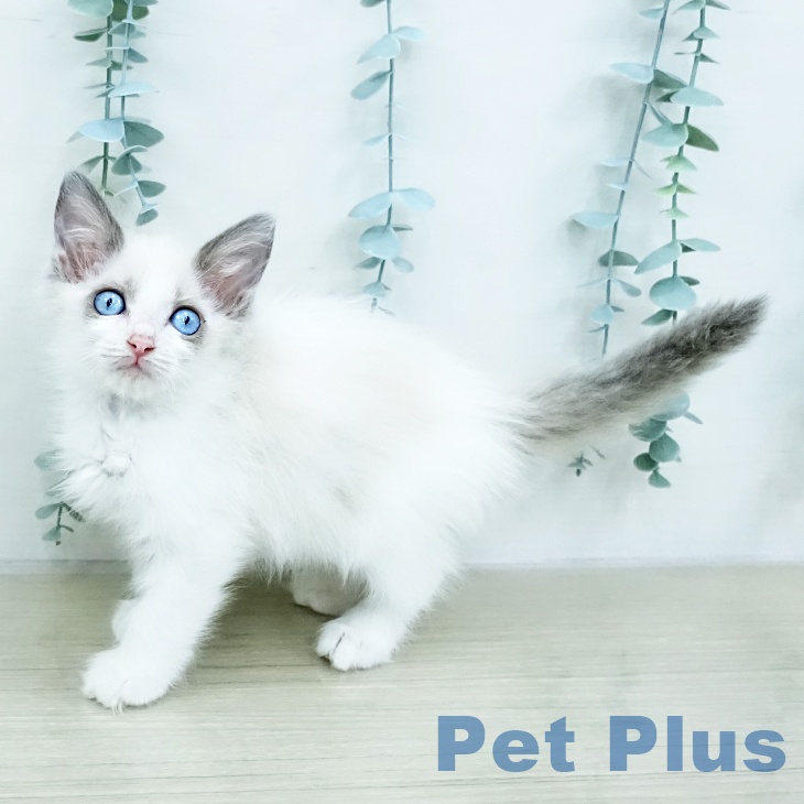 ラグドールの写真2